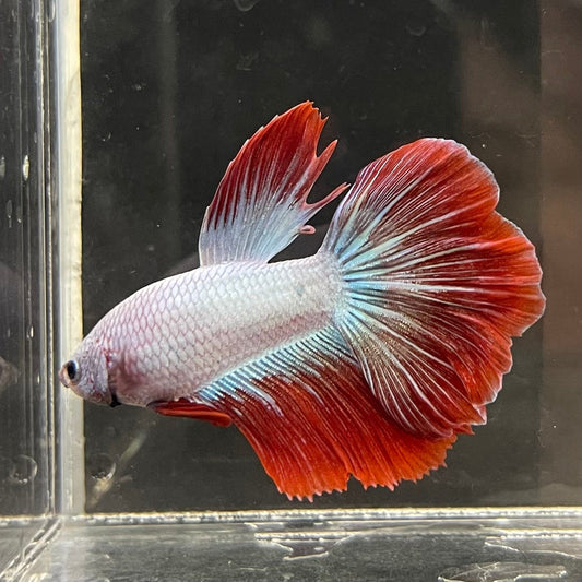 the-fish-farm Male Betta Male Betta - One Only - 16 Choose your favourite Male Betta from The Fish Farm Australia
