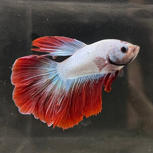 the-fish-farm Male Betta Male Betta - One Only - 16 Choose your favourite Male Betta from The Fish Farm Australia