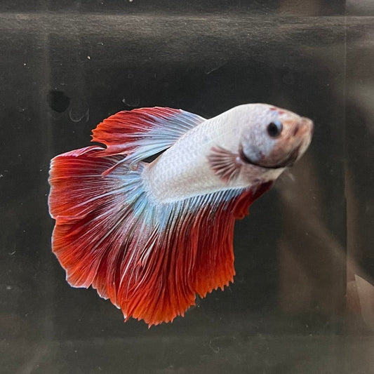 the-fish-farm Male Betta Male Betta - One Only - 16 Choose your favourite Male Betta from The Fish Farm Australia