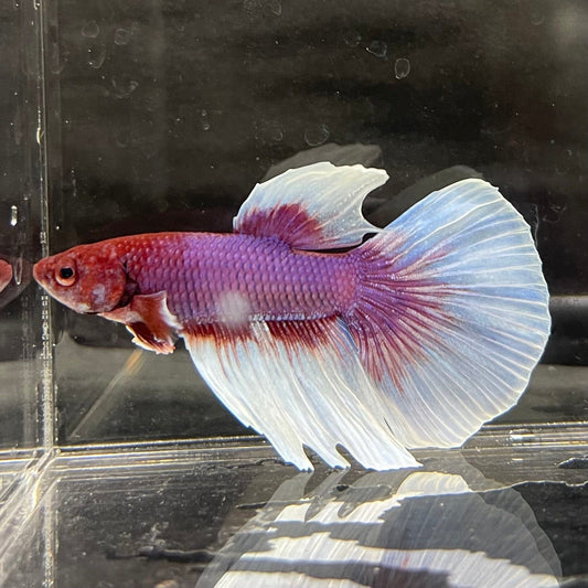 the-fish-farm Male Betta Male Betta - One Only - 16 Choose your favourite Male Betta from The Fish Farm Australia