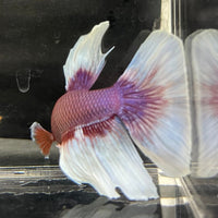 the-fish-farm Male Betta Male Betta - One Only - 16 Choose your favourite Male Betta from The Fish Farm Australia