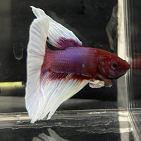 the-fish-farm Male Betta Male Betta - One Only - 16 Choose your favourite Male Betta from The Fish Farm Australia
