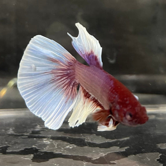 the-fish-farm Male Betta Male Betta - One Only - 16 Choose your favourite Male Betta from The Fish Farm Australia