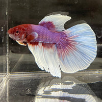 the-fish-farm Male Betta Male Betta - One Only - 16 Choose your favourite Male Betta from The Fish Farm Australia