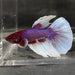 the-fish-farm Male Betta Male Betta - One Only - 16 Choose your favourite Male Betta from The Fish Farm Australia