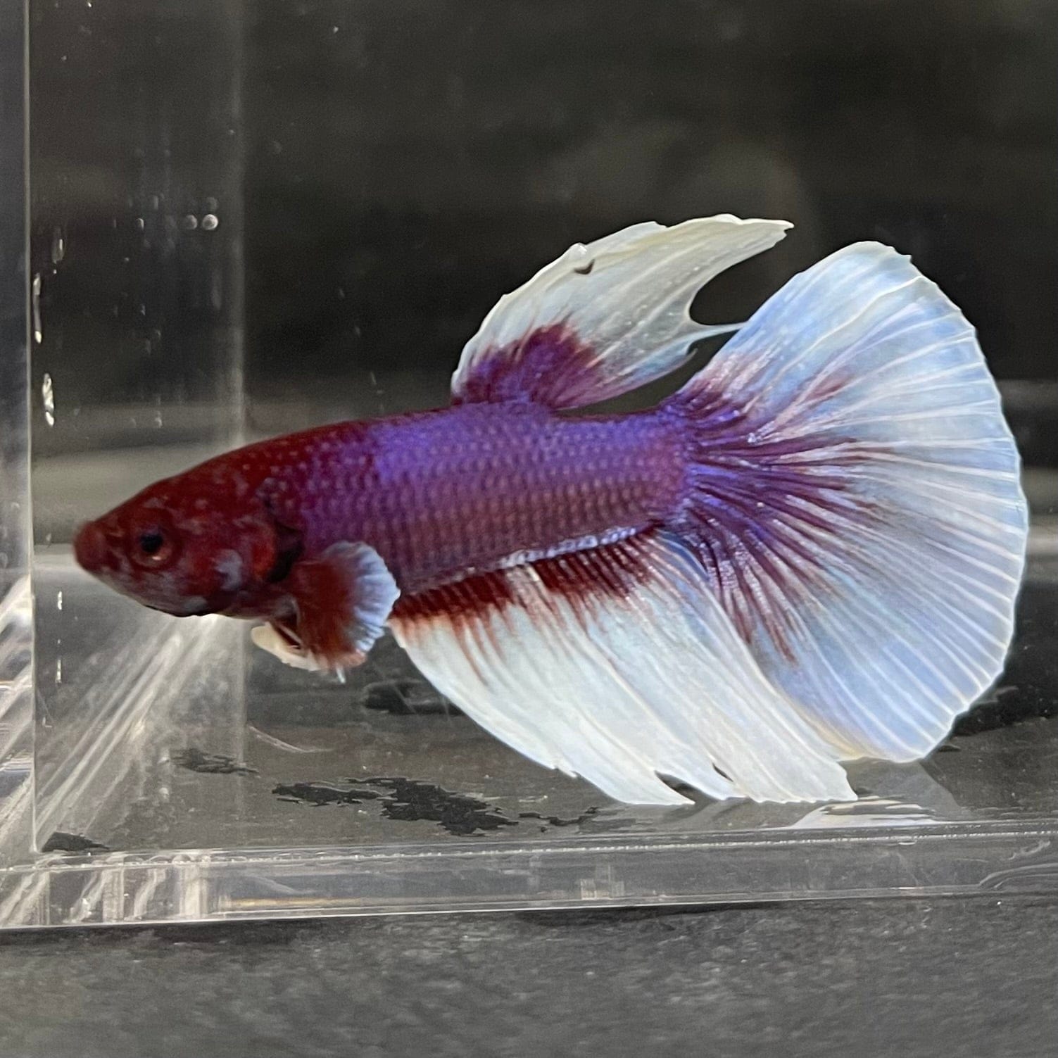 the-fish-farm Male Betta Male Betta - One Only - 16 Choose your favourite Male Betta from The Fish Farm Australia