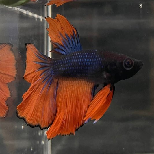 the-fish-farm Male Betta Male Betta - One Only - 16 Choose your favourite Male Betta from The Fish Farm Australia