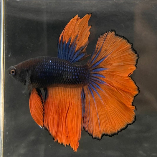 the-fish-farm Male Betta Male Betta - One Only - 16 Choose your favourite Male Betta from The Fish Farm Australia