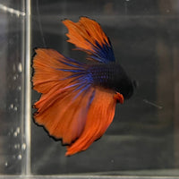 the-fish-farm Male Betta Male Betta - One Only - 16 Choose your favourite Male Betta from The Fish Farm Australia