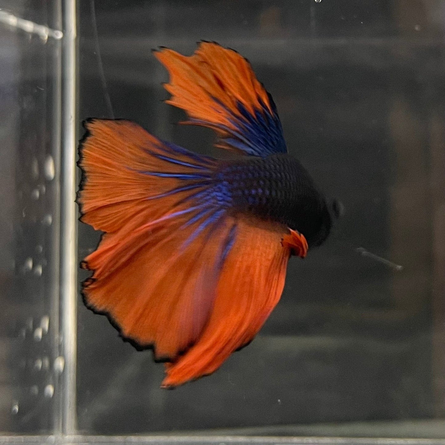 the-fish-farm Male Betta Male Betta - One Only - 16 Choose your favourite Male Betta from The Fish Farm Australia