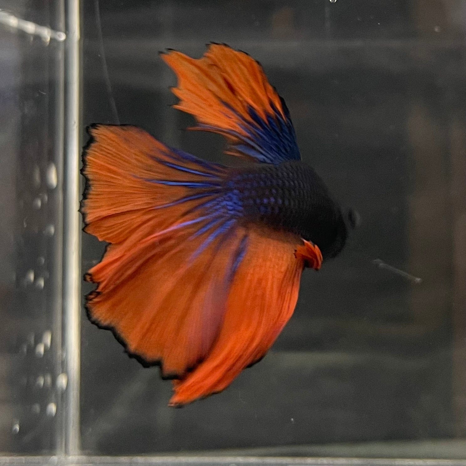 the-fish-farm Male Betta Male Betta - One Only - 16 Choose your favourite Male Betta from The Fish Farm Australia