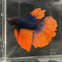 the-fish-farm Male Betta Male Betta - One Only - 16 Choose your favourite Male Betta from The Fish Farm Australia