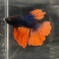 the-fish-farm Male Betta Male Betta - One Only - 16 Choose your favourite Male Betta from The Fish Farm Australia