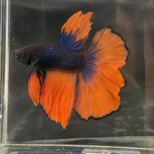 the-fish-farm Male Betta Male Betta - One Only - 16 Choose your favourite Male Betta from The Fish Farm Australia