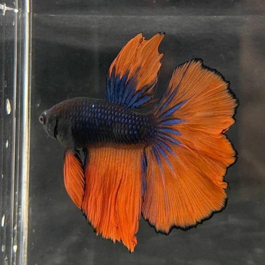 the-fish-farm Male Betta Male Betta - One Only - 16 Choose your favourite Male Betta from The Fish Farm Australia