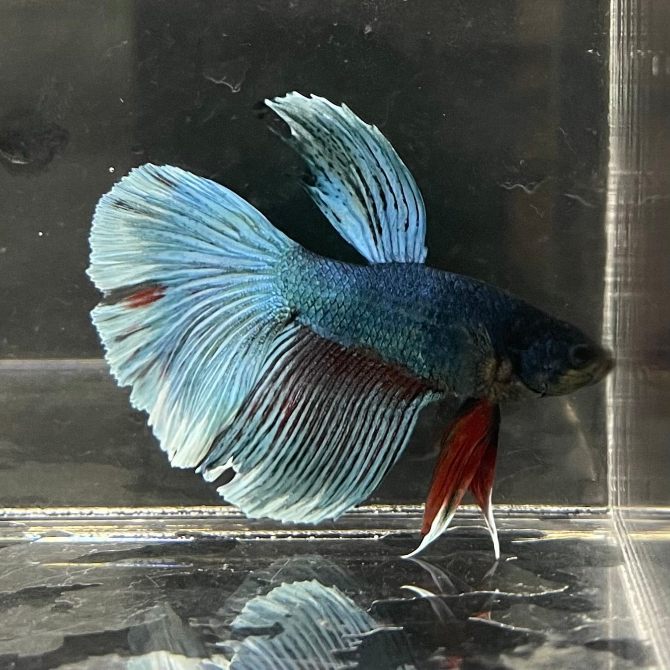 the-fish-farm Male Betta Male Betta - One Only - 16 Choose your favourite Male Betta from The Fish Farm Australia