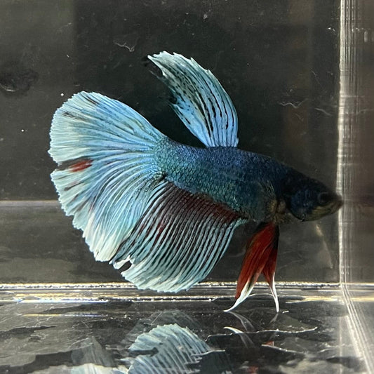 the-fish-farm Male Betta Male Betta - One Only - 16 Choose your favourite Male Betta from The Fish Farm Australia