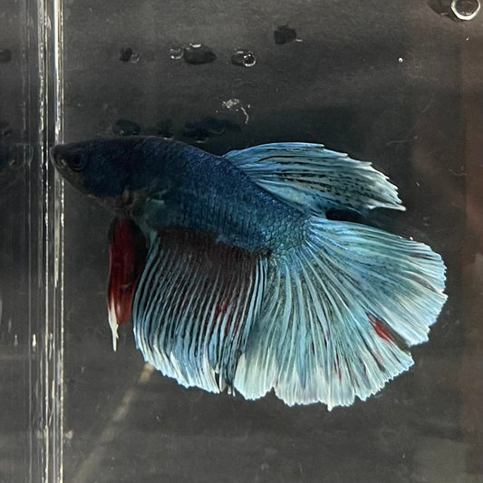 the-fish-farm Male Betta Male Betta - One Only - 16 Choose your favourite Male Betta from The Fish Farm Australia