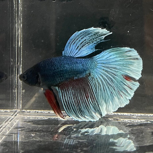 the-fish-farm Male Betta Male Betta - One Only - 16 Choose your favourite Male Betta from The Fish Farm Australia