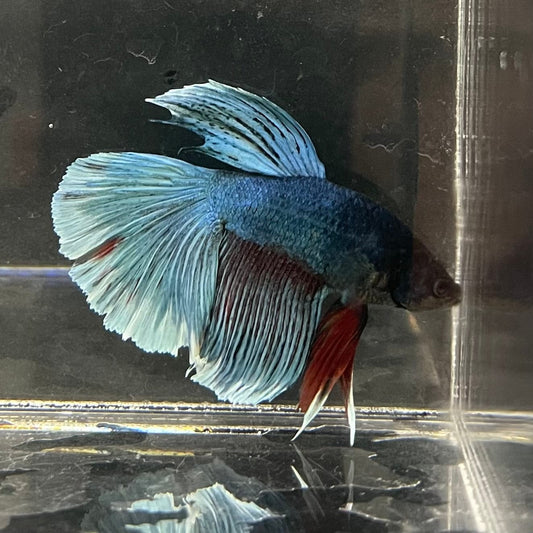 the-fish-farm Male Betta Male Betta - One Only - 16 Choose your favourite Male Betta from The Fish Farm Australia