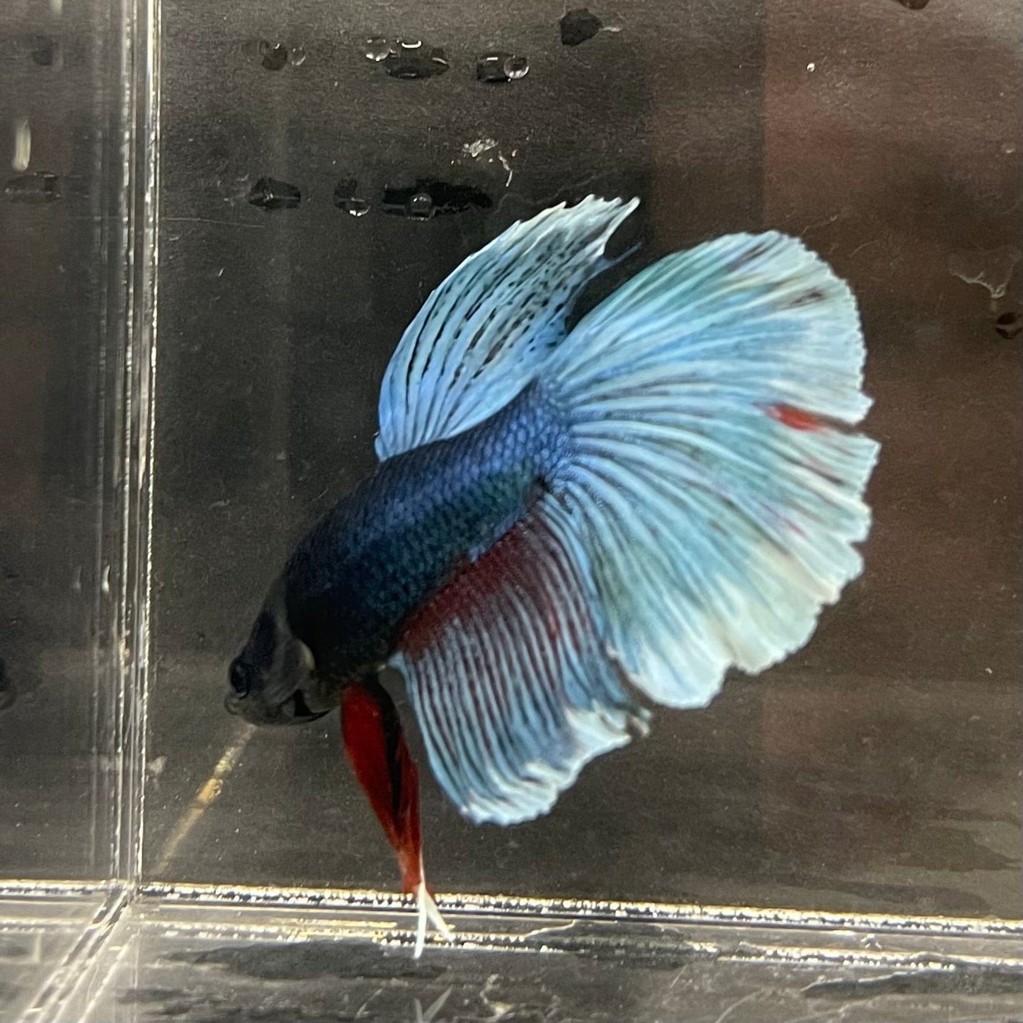 the-fish-farm Male Betta Male Betta - One Only - 16 Choose your favourite Male Betta from The Fish Farm Australia