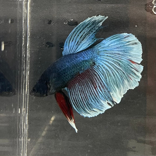 the-fish-farm Male Betta Male Betta - One Only - 16 Choose your favourite Male Betta from The Fish Farm Australia