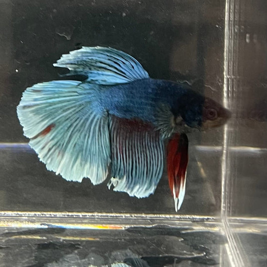 the-fish-farm Male Betta Male Betta - One Only - 16 Choose your favourite Male Betta from The Fish Farm Australia