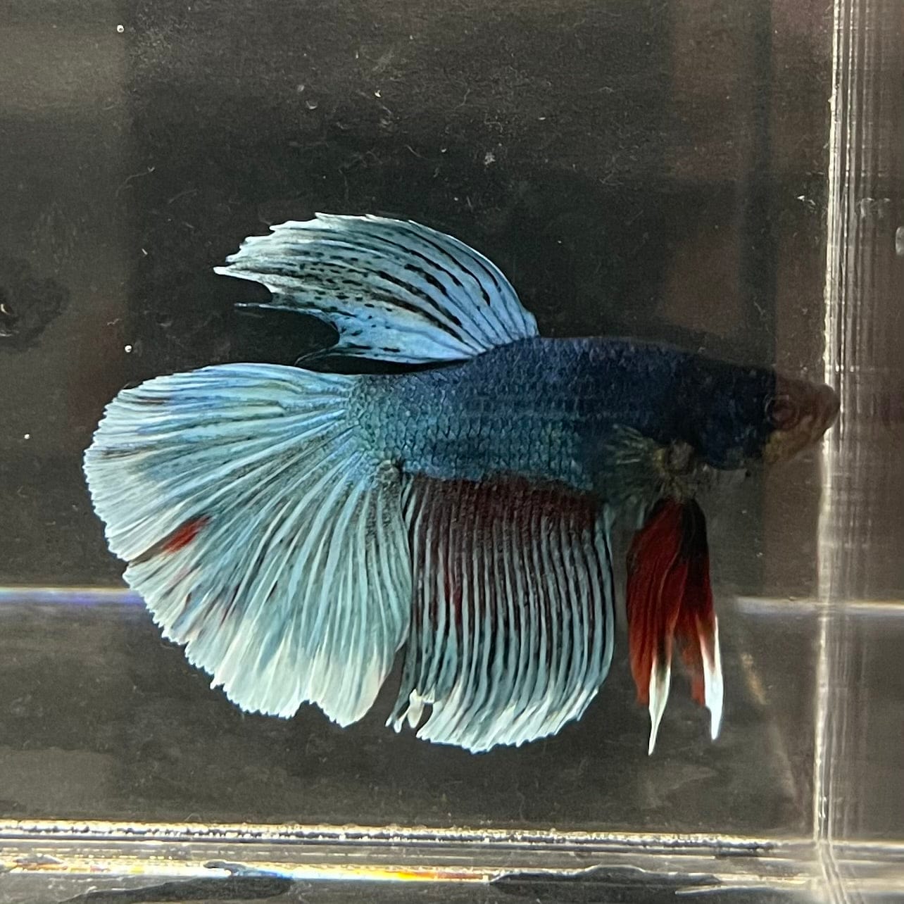 the-fish-farm Male Betta Male Betta - One Only - 16 Choose your favourite Male Betta from The Fish Farm Australia