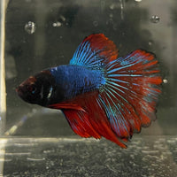 the-fish-farm Male Betta Male Betta - One Only - 16 Choose your favourite Male Betta from The Fish Farm Australia