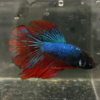the-fish-farm Male Betta Male Betta - One Only - 16 Choose your favourite Male Betta from The Fish Farm Australia
