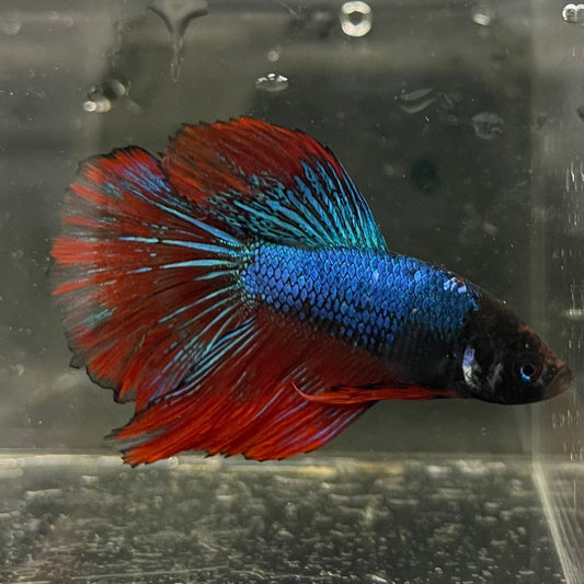 the-fish-farm Male Betta Male Betta - One Only - 16 Choose your favourite Male Betta from The Fish Farm Australia