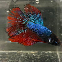 the-fish-farm Male Betta Male Betta - One Only - 16 Choose your favourite Male Betta from The Fish Farm Australia