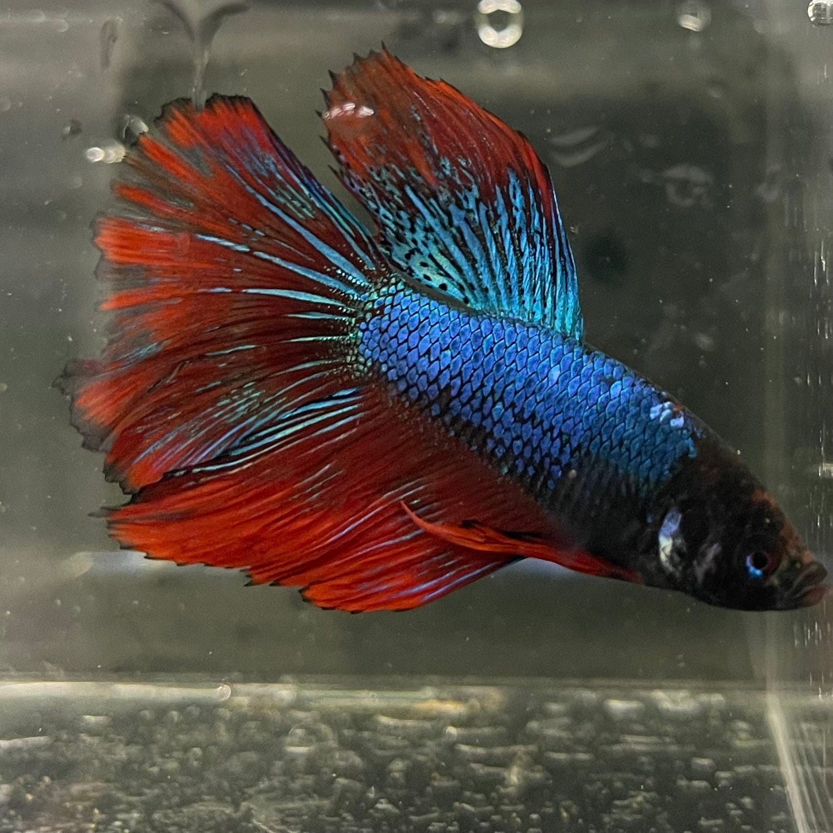 the-fish-farm Male Betta Male Betta - One Only - 16 Choose your favourite Male Betta from The Fish Farm Australia