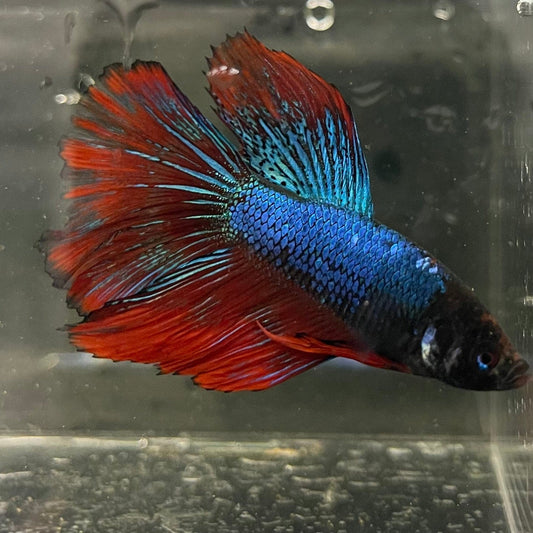 the-fish-farm Male Betta Male Betta - One Only - 16 Choose your favourite Male Betta from The Fish Farm Australia