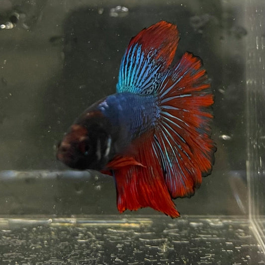 the-fish-farm Male Betta Male Betta - One Only - 16 Choose your favourite Male Betta from The Fish Farm Australia