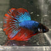 the-fish-farm Male Betta Male Betta - One Only - 16 Choose your favourite Male Betta from The Fish Farm Australia