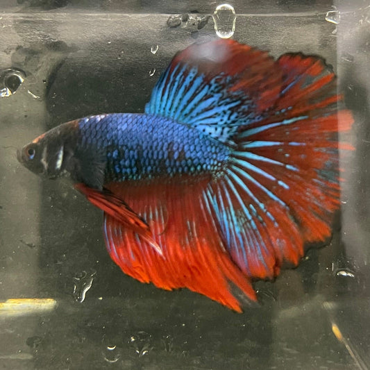 the-fish-farm Male Betta Male Betta - One Only - 16 Choose your favourite Male Betta from The Fish Farm Australia