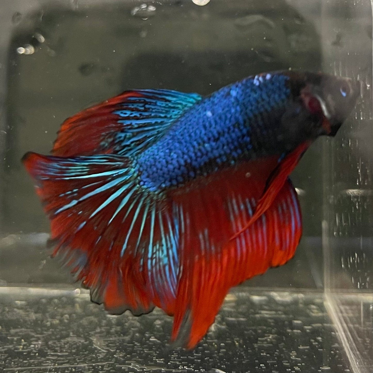 the-fish-farm Male Betta Male Betta - One Only - 16 Choose your favourite Male Betta from The Fish Farm Australia