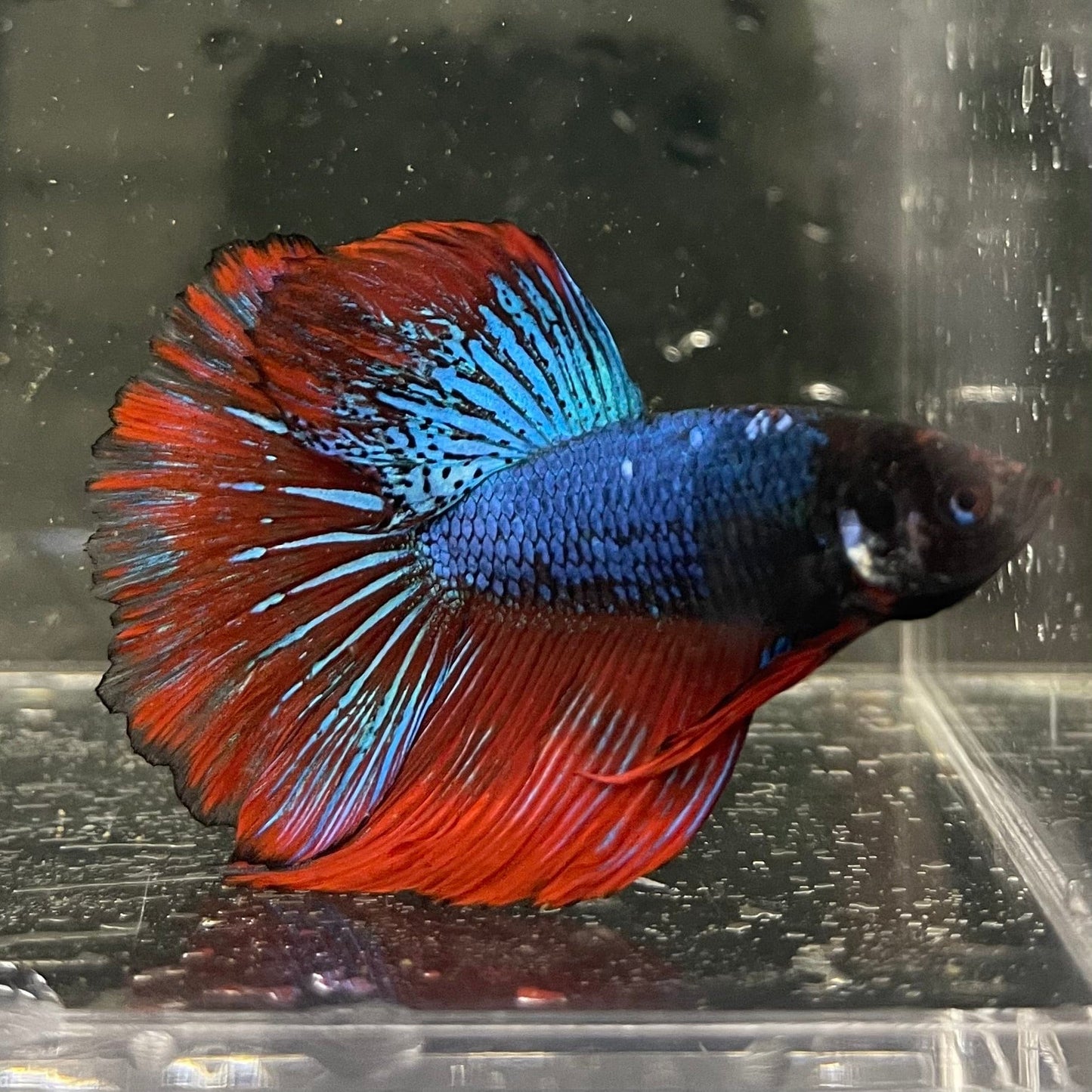 the-fish-farm Male Betta Male Betta - One Only - 16 Choose your favourite Male Betta from The Fish Farm Australia