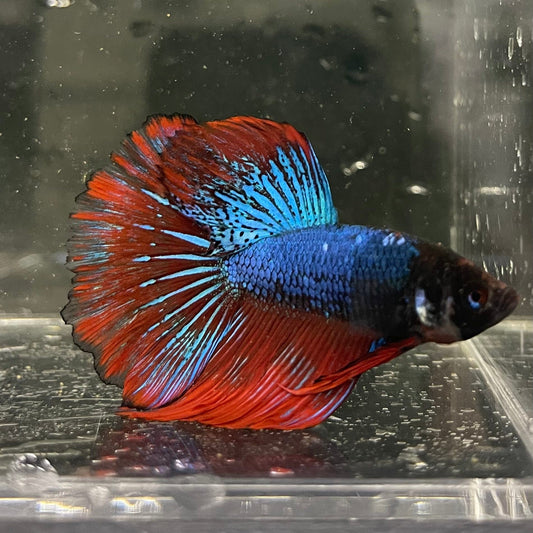 the-fish-farm Male Betta Male Betta - One Only - 16 Choose your favourite Male Betta from The Fish Farm Australia