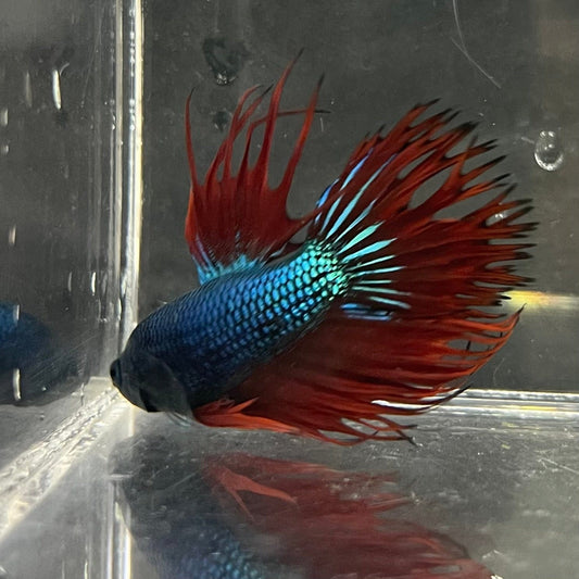 the-fish-farm Male Betta Male Betta - One Only - 16 Choose your favourite Male Betta from The Fish Farm Australia