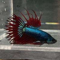 the-fish-farm Male Betta Male Betta - One Only - 16 Choose your favourite Male Betta from The Fish Farm Australia