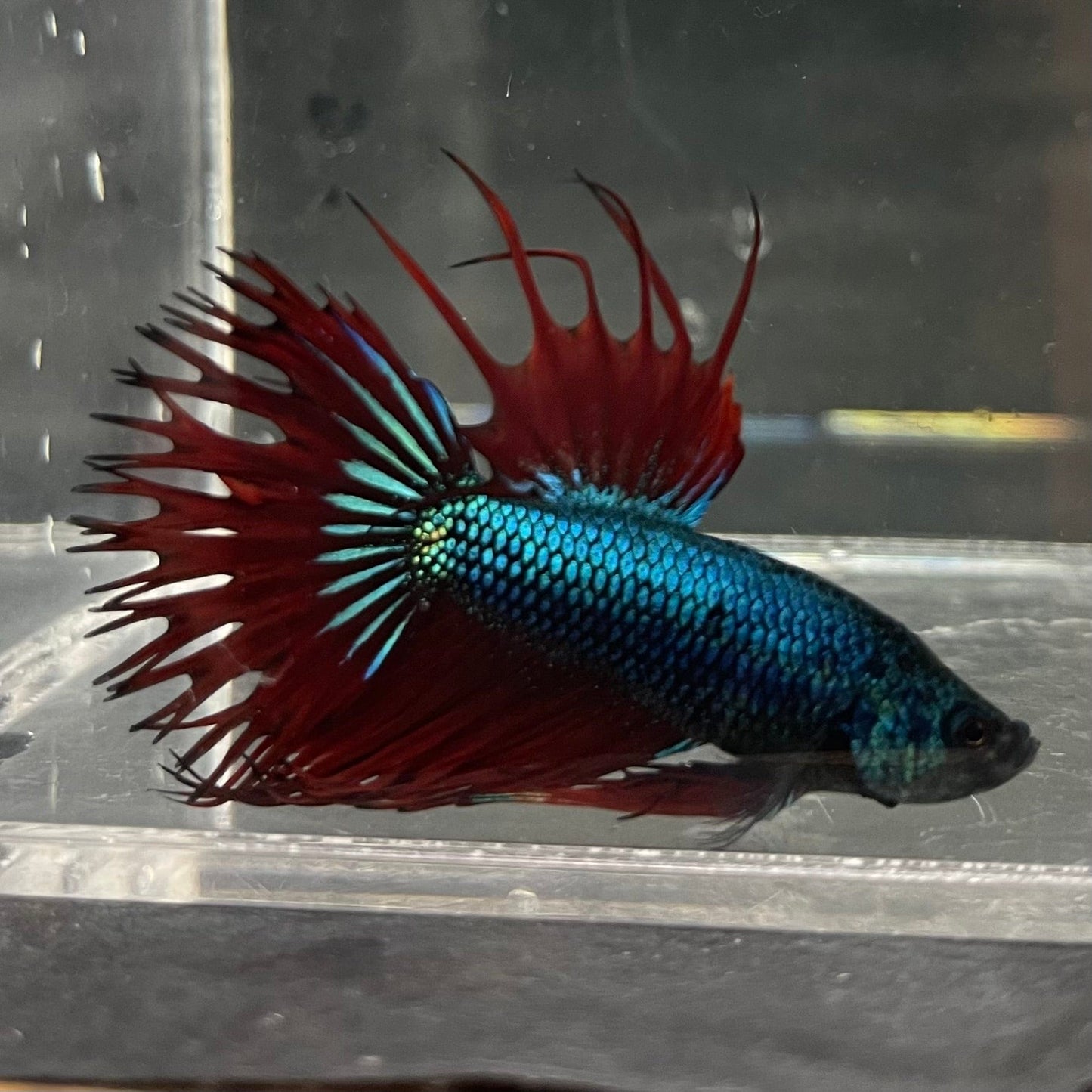 the-fish-farm Male Betta Male Betta - One Only - 16 Choose your favourite Male Betta from The Fish Farm Australia