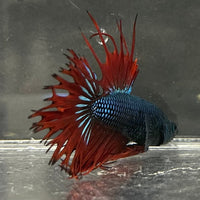 the-fish-farm Male Betta Male Betta - One Only - 16 Choose your favourite Male Betta from The Fish Farm Australia