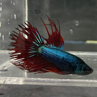 the-fish-farm Male Betta Male Betta - One Only - 16 Choose your favourite Male Betta from The Fish Farm Australia