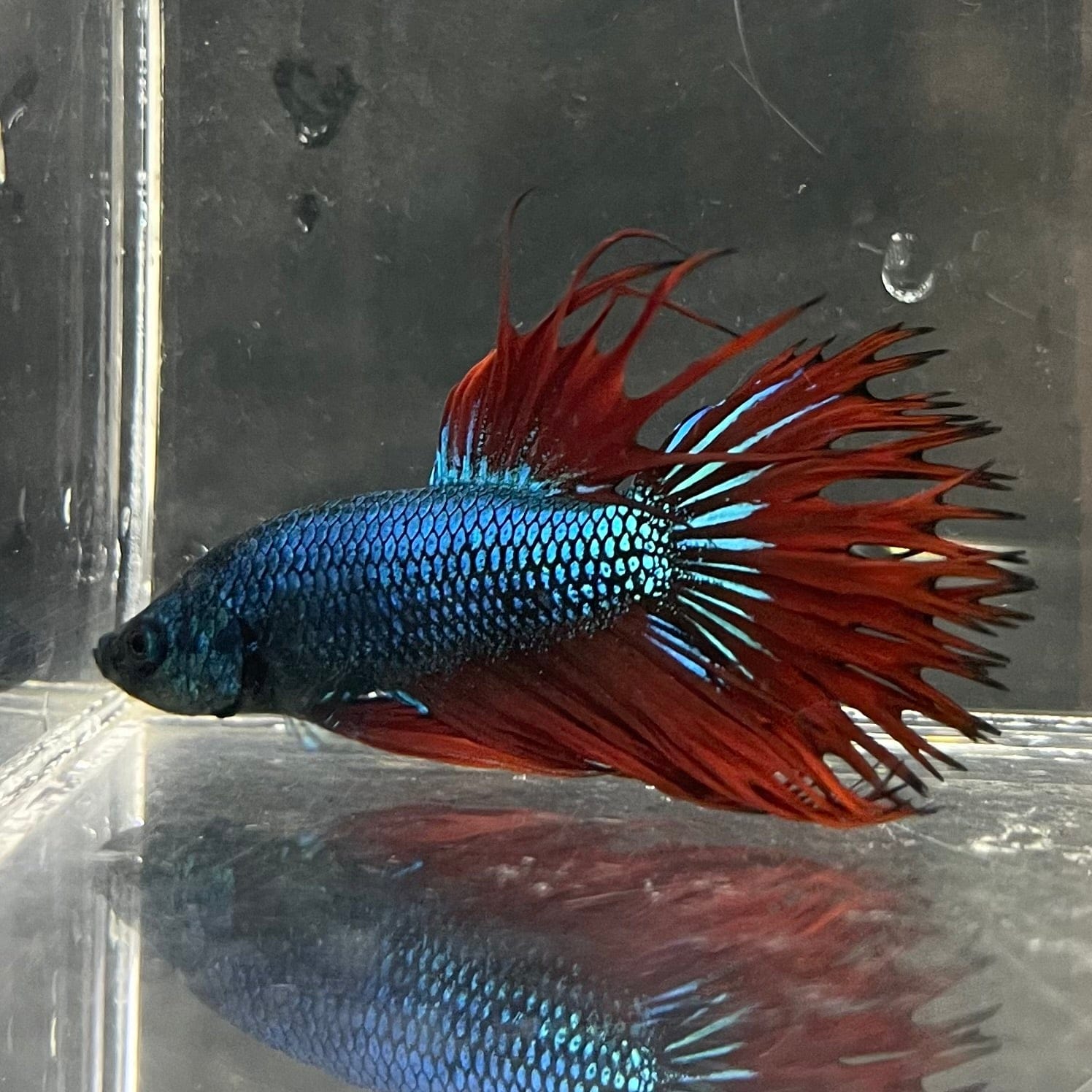 the-fish-farm Male Betta Male Betta - One Only - 16 Choose your favourite Male Betta from The Fish Farm Australia