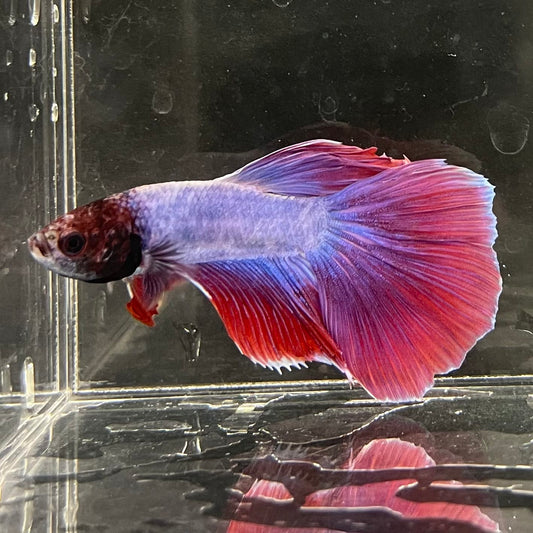 the-fish-farm Male Betta Male Betta - One Only - 16 Choose your favourite Male Betta from The Fish Farm Australia