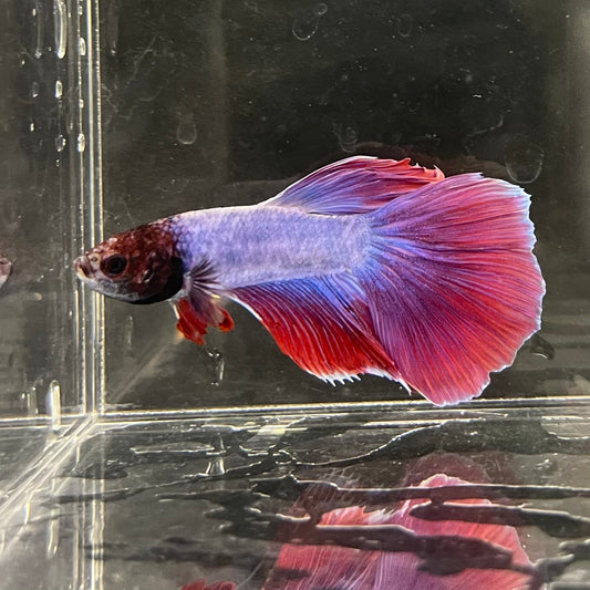 the-fish-farm Male Betta Male Betta - One Only - 16 Choose your favourite Male Betta from The Fish Farm Australia