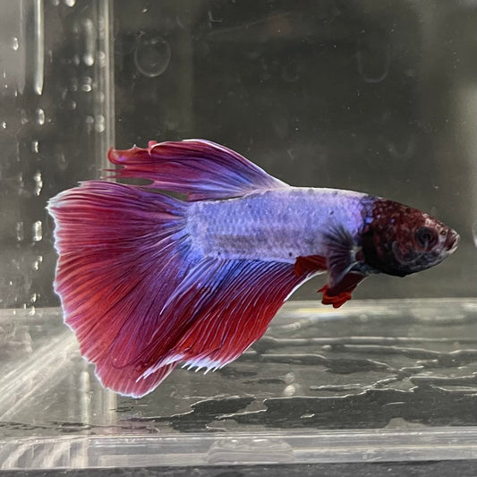 the-fish-farm Male Betta Male Betta - One Only - 16 Choose your favourite Male Betta from The Fish Farm Australia