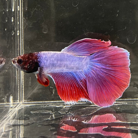 the-fish-farm Male Betta Male Betta - One Only - 16 Choose your favourite Male Betta from The Fish Farm Australia